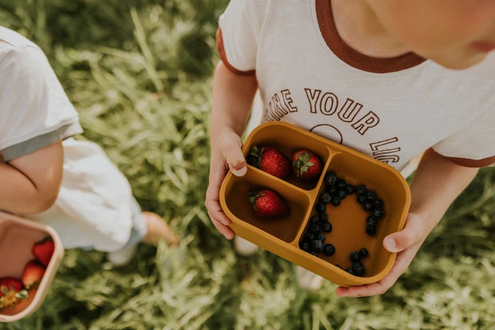 Minika Boîte Bento Shell 2 Minika Boîte Bento Shell – Image 2